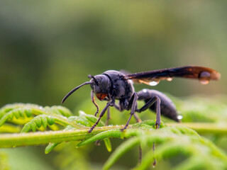 Macro photography of a black paper wasp with rain drops on it, resting on a fern frond, captured at a farm near the town of Villa de Leyva in central Colombia.