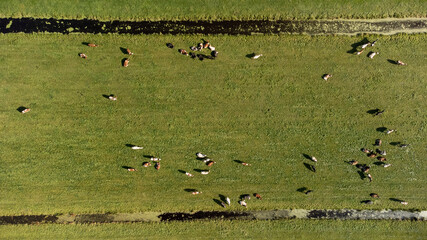 Aerial view of a meadow with Dutch black and white cows near the town of 'Krimpen aan den IJssel, in the province of 'Zuid-Holland', the Netherlands