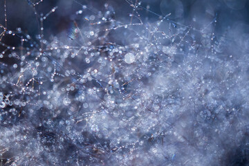 A plant covered with dewdrops, a world of lights and reflections in the forest at dawn