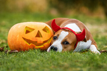 American staffordshire terrier dog with a devil horns lying next to a halloween pumpkin