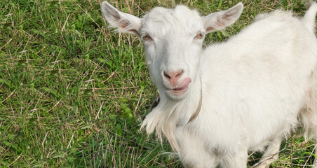 Funny white young goat outdoor in summer, looking at camera, showing tongue on green grass meadow, countryside.Copy space.Close-up shot from above.Well-cared,funny farm animals and humor concept.