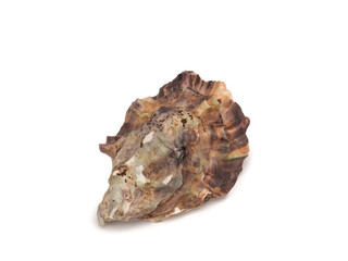 oyster shell, oyster shell after clam shell at the market.