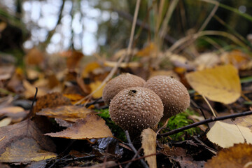 Three brown puffball mushrooms (Lycoperdon) growing in forest