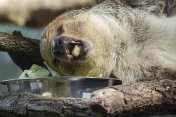 Two toed sloth eating fruit