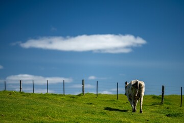 Cows eating grass in Australia. 