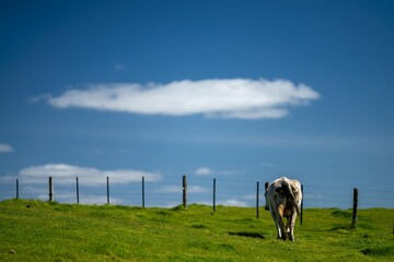 Cows eating grass in Australia. 