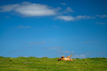 Cows eating grass in Australia. 