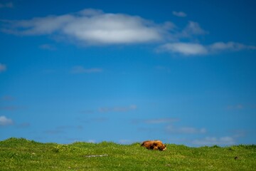 Cows eating grass in Australia. 