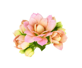 Pink calanchoe flowers and buds isolated