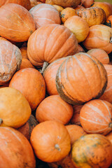 Planty of orange halloween pumpkins
