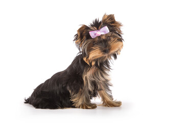 Yorkshire Terrier puppy on a white background.