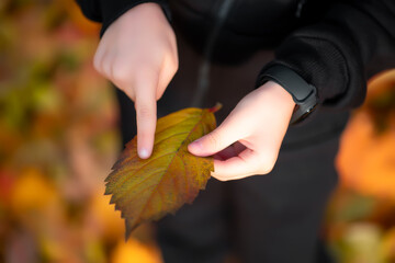 the boy has an autumn leaf in his hands, on which he points with his finger at its veins.