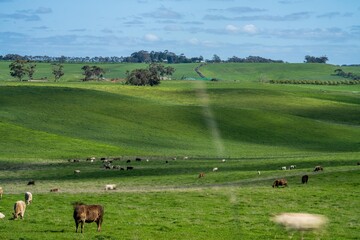 Cows eating grass in Australia. 