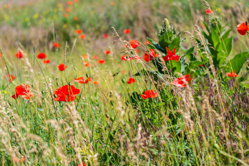Many red poppies among the meadow grass. Cozy summer warm photo. Blurred background