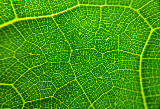 Detail Macro image of a leaf. Beautiful colored vein. Nature Background and texture.