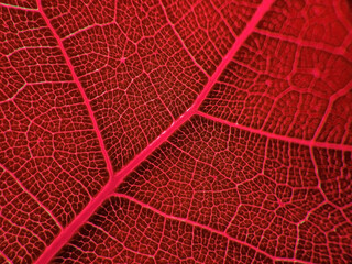 Naklejka na ściany i meble Detail Macro image of a leaf. Beautiful colored vein. Nature Background and texture.