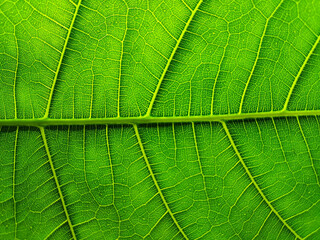 Detail Macro image of a leaf. Beautiful colored vein. Nature Background and texture.