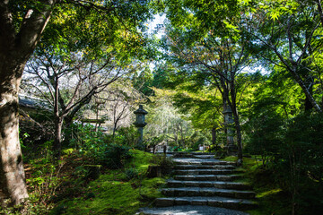 寺院の庭の小路