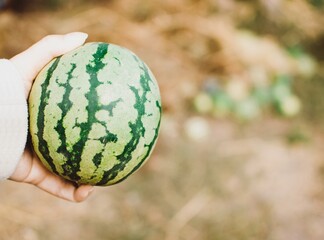 Hand holds striped watermelon on blurry, copy space