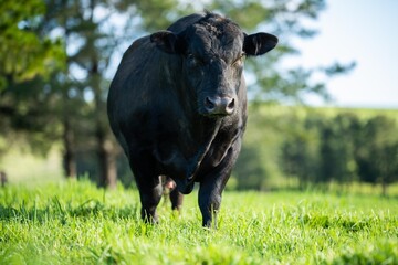 Stud Beef bulls, cows and calves grazing on grass in a field, in Australia. breeds of cattle...