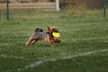 Yorkshire Terrier goes in for sports on warm summer day outdoors in park in green clearing. Dog...