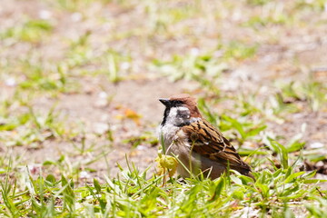 日本のスズメ