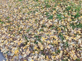 background of leaves