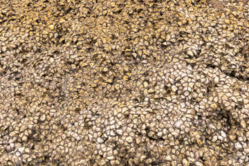 Fossils of mollusks on rocks that last for many years are found in the sea