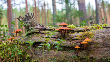 Mushrooms on a stump in the autumn forest