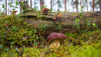 White mushroom in the autumn forest