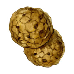 Watercolor illustration of cookies. Isolated on white background.