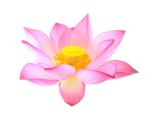 lotus isolated on white background.