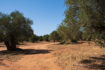 Fototapeta na wymiar Olive trees grove i in a red field soil in Crete