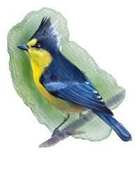 Yellow Tit, bird, watercolor drawing, animal, digital illustration.