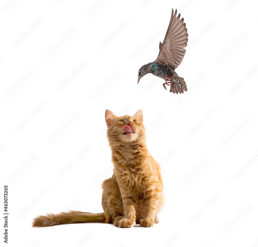 Sticker Ginger cat prepares to jump and wants to catch a starling isolated on white background