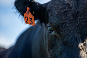 Close up of Stud Beef bulls and cows grazing on grass in a field, in Australia. eating hay and...