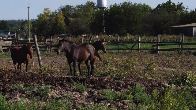 Horse farm breeding and animal husbandry. 4K Slow motion video of country life. Three adult brown stallions are standing on farm behind fence and waving their tails. Wind stirs grass.