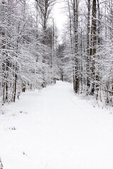 Snow footpath in the forest in winter among the trees. Nature of Russia.