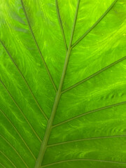 hoja verde de planta tropical vista al trasluz IMG_4250-as21