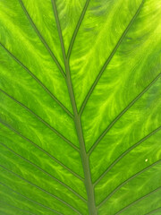 hoja verde de planta tropical vista al trasluz IMG_4259-as21