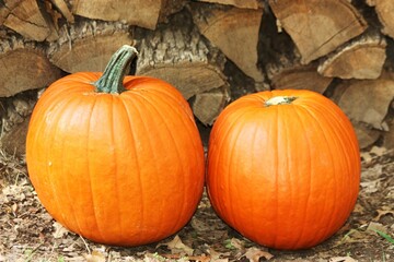 Two Orange Pumpkins on Ground in Front of a Stack of  Firewood 