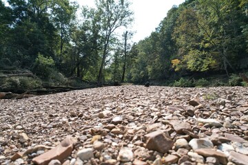 Obraz premium flock of sheep in a field