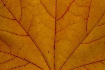 Colorful maple leaf structure red and yellow color