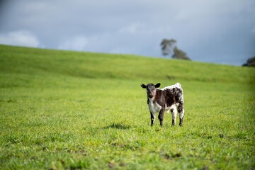 Close up of Stud Beef bulls, cows and calves grazing on grass and pasture in a field and paddock,...
