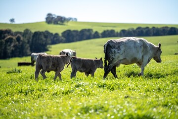 cows in field, grazing on grass in Australia, on a farming ranch. Cattle eating hay and silage....