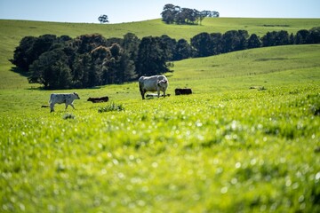 cows in field, grazing on grass in Australia, on a farming ranch. Cattle eating hay and silage....