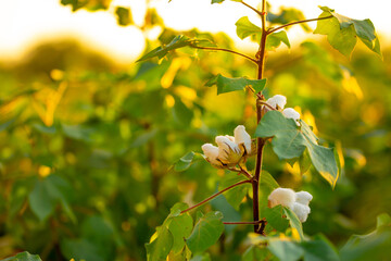 The cotton plant is grown in the field for industrial purposes. Close-up cotton flower in the light...