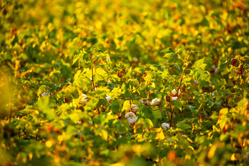 The cotton plant is grown in the field for industrial purposes. Close-up cotton flower in the light of the setting sun. Background with copy space and place for text.