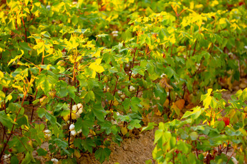 The cotton plant is grown in the field for industrial purposes. Close-up cotton flower in the light of the setting sun. Background with copy space and place for text.