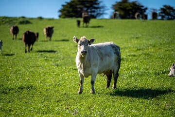 Stud Angus, wagyu and murray grey beef bulls and cows, being grass fed on pasture, in a field and...